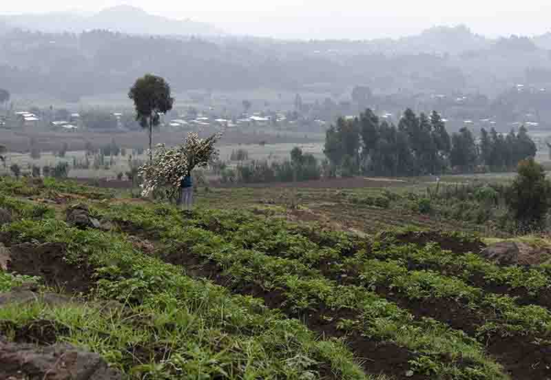 47 - Ruanda - parque nacional de los volcanes - paisaje